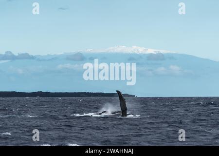 Buckelwale schwanken vor Maui mit einer verschneiten Bergkulisse Stockfoto