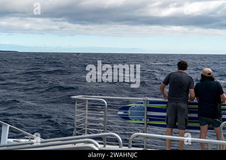 Zuschauer auf einer Bootstour auf Maui auf der Suche nach Meereslebewesen Stockfoto