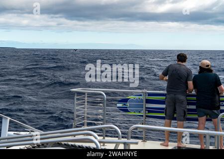 Zuschauer auf einer Bootstour auf Maui auf der Suche nach Meereslebewesen Stockfoto