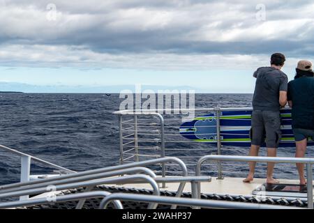 Zuschauer auf einer Bootstour auf Maui auf der Suche nach Meereslebewesen Stockfoto