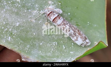 Die Puppe der Bananenblattwalze (Erionota thrax) am Bananenblatt Stockfoto