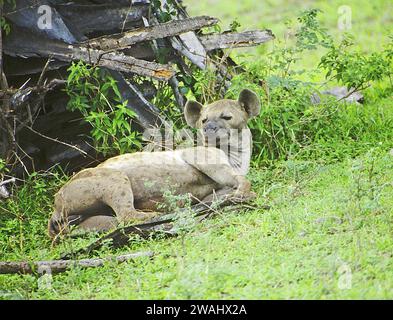 Gefleckte Hyäne, Crocuta crocuta, in der Nähe des Rufiji-Flusses im Selous Game Reserve, Tansania Stockfoto