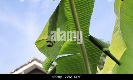 Die Puppe der Bananenblattwalze (Erionota thrax) am Bananenblatt Stockfoto