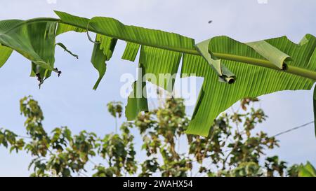 Die Puppe der Bananenblattwalze (Erionota thrax) am Bananenblatt Stockfoto