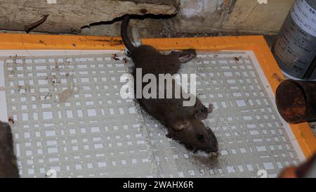 Eine Maus, die sich in einer Leimfalle befindet Stockfoto