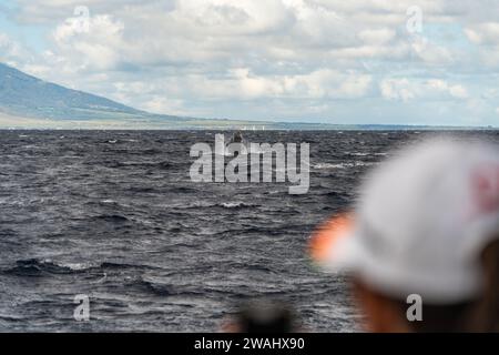 Ich habe einen Buckelwal gesehen, während ich mit Kai Kanani vor der Küste von Maui segelte Stockfoto