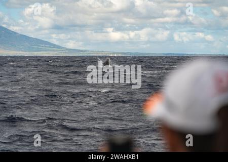 Ich habe einen Buckelwal gesehen, während ich mit Kai Kanani vor der Küste von Maui segelte Stockfoto