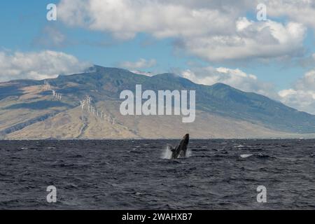 Erleben Sie die Majestät der Buckelwale auf einer Segeltour auf Maui Stockfoto