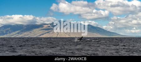 Erleben Sie die Majestät der Buckelwale auf einer Segeltour auf Maui Stockfoto