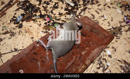 Lebende Hausmaus, gefangen von starkem Kleber. Die Rattenmaus wurde auf der Leimfalle gefangen Stockfoto