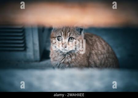 Ein entzückendes Nahbild einer weißen und grauen Tabbykatze Stockfoto