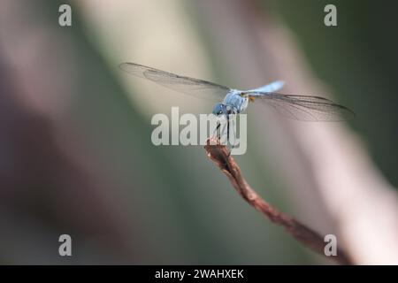 Wunderschöne Blaue Libelle, Die Mit Flügeln Aufliegt, Nach Vorne Gerichtet Stockfoto