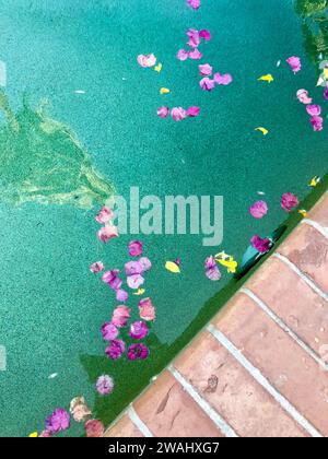 Bougainvillea-Blüten ruhen auf dem Poolwasser und sind von Ziegeln umgeben Stockfoto