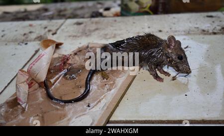 Lebende Hausmaus, gefangen von starkem Kleber. Die Rattenmaus wurde auf der Leimfalle gefangen Stockfoto