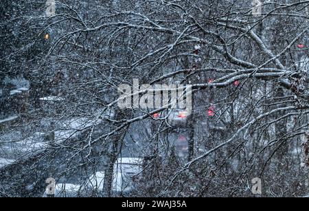 Berlin, Deutschland. Januar 2024. Schnee bedeckt geparkte Autos, Straßen und Bürgersteige in einer Straße in Karlshorst. Quelle: Jens Kalaene/dpa/Alamy Live News Stockfoto