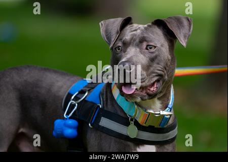 Ein Bulle aus Schwarzgrube wird an der Leine geführt, während er ein Gurtzeug trägt. Stockfoto