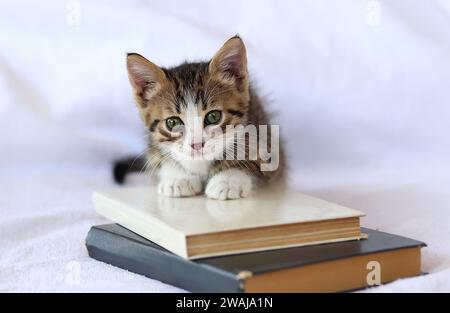 Das Kätzchen spielt mit dem Buch. Gestreiftes Katzenkätzchen mit Stapelbuch auf weißem Bett. Clevere, süße kleine Hauskatze lesen. Zurück zur Schule, Stockfoto