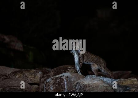 Ein tüchtiger iberischer Lynx trägt seinen Fang nachts über die Felsen, was die Überlebensfähigkeiten dieses schwer fassbaren Raubtiers veranschaulicht Stockfoto