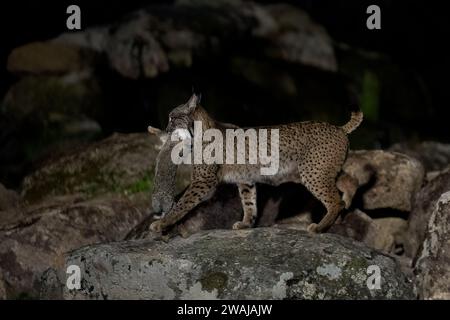 Ein tüchtiger iberischer Lynx trägt seinen Fang nachts über die Felsen, was die Überlebensfähigkeiten dieses schwer fassbaren Raubtiers veranschaulicht Stockfoto