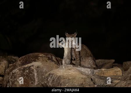 Ein tüchtiger iberischer Lynx trägt seinen Fang nachts über die Felsen, was die Überlebensfähigkeiten dieses schwer fassbaren Raubtiers veranschaulicht Stockfoto