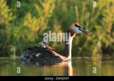 Ein großer Haubenvogel trägt seine Küken auf dem Rücken, während sie sanft durch ruhiges Wasser mit üppigem Grün im Hintergrund segeln Stockfoto