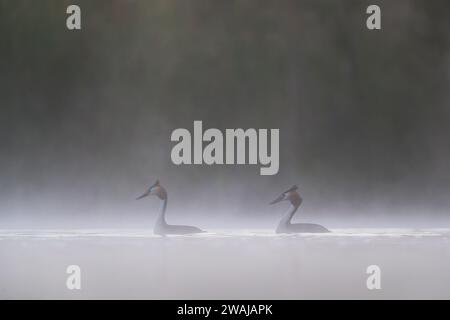 Aus dem Nebel über einem ruhigen See tauchen zwei große Haubenvögel auf, deren elegante Silhouetten kaum zu sehen sind Stockfoto