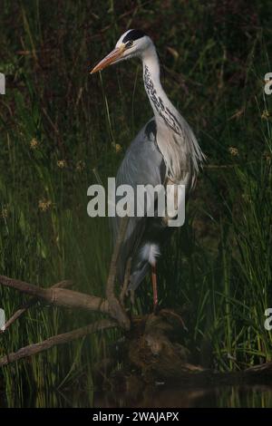 Ein einsamer grauer Reiher steht in einem Sumpfgebiet, in einem Sonnenstrahl getaucht, der durch das Laub filtert und sein markantes Gefieder hervorhebt Stockfoto