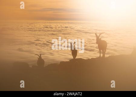 Ruhige Szene einer Gruppe von Iberischen Steinboxziegen, die sich vor dem goldenen Himmel der Morgendämmerung auf einem zerklüfteten Gelände der Sierra de Guadarrama, wi, abheben Stockfoto