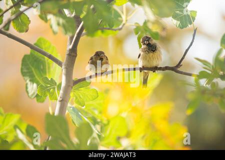 Zwei Hausspatzen sitzen nebeneinander auf einem Ast vor einem weichen, sonnendurchfluteten Hintergrund und zeigen den Charme der Vogelfreunde Stockfoto