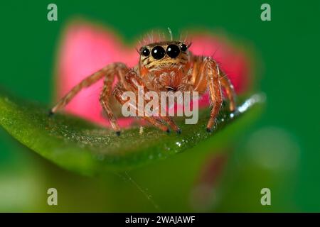 Lebendige Makroaufnahme einer springenden Spinne auf einem grünen Blatt mit Wassertröpfchen, die ihre detaillierten Augen und ihren gefüllten Körper hervorhebt Stockfoto