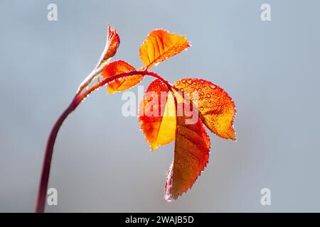 Leuchtend orange Herbstblätter auf einem Zweig, im Kontrast zu einem weichen, diffusen blauen Himmel Stockfoto
