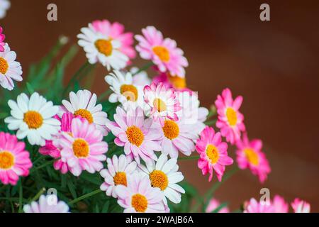 Ein Nahaufnahme-Bild mit einer lebhaften Ansammlung rosa und weißer Gänseblümchen mit weichem Hintergrund Stockfoto