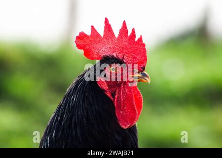 Nahaufnahme eines schwarzen Hahns mit seinem leuchtend roten Kamm vor einem unscharfen grünen Hintergrund Stockfoto