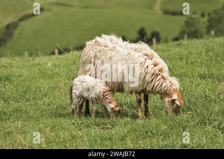 Ein heiteres Bild, das eine Schafmutter und ihr junges Lamm auf dem frischen Gras eines lebendigen Hügels festmacht Stockfoto