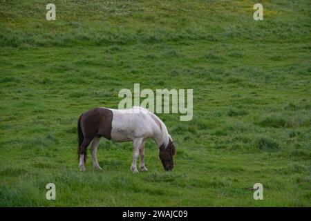 Ein isländisches Pferd weidet friedlich auf dem üppigen grünen Gras einer ruhigen isländischen Wiese Stockfoto