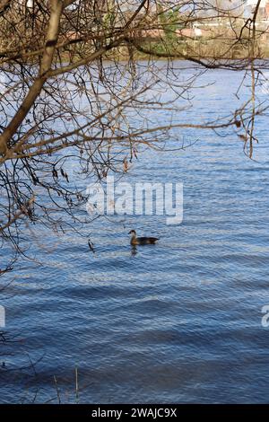 Ägyptische Gänse schwimmen auf dem Main in Frankfurt Stockfoto