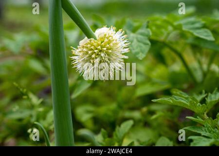 Eine Nahaufnahme eines Dandelions in einem grünen Feld Stockfoto