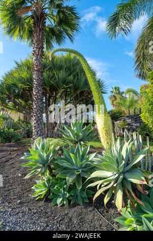 Agavea und Palmen auf Teneriffa, Spanien Stockfoto