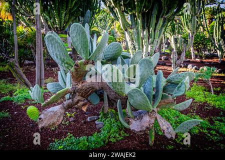 Kakteen Opuntia wächst auf Teneriffa in Span Stockfoto