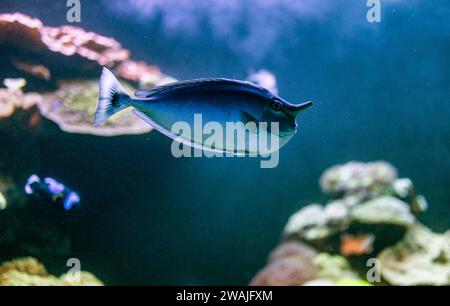 Insel Mallorca Stockfoto