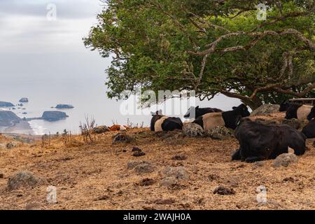Eine Herde Kühe, die friedlich an einem tropischen Strand im Schatten eines großen Baumes weidet Stockfoto