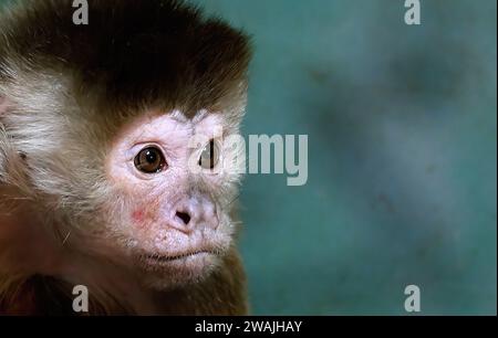 Die Kapuzineraffen sind Neuweltaffen der Unterfamilie Cebinae. Stockfoto