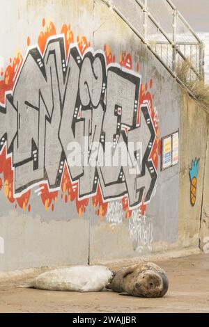 Grausiegel oder Grausiegel, Halichoerus grypus, erwachsenes weibliches Saugtier in der Nähe der Wand mit Graffiti an, Norfolk, Vereinigtes Königreich Stockfoto