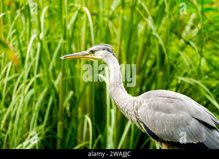 Porträt eines grauen Reihers. Vogel im natürlichen Lebensraum. Ardea cinerea. Stockfoto