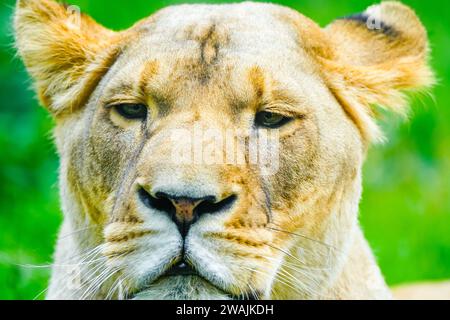 Porträt einer Löwin. Tier in Nahaufnahme. Panthera leo. Grosse Katzenarten. Stockfoto