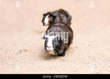 Meerschweinchen mit schwarz-weißem Fell. Stockfoto