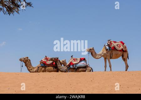 Drei Kamele auf einer Sanddüne in der Wüste. Hochwertige Fotos. Bereit für eine Fahrt. Reisen Stockfoto