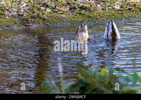 Das Bild zeigt ein Paar Mallard-Enten, Anas platyrhynchos, die an dem charakteristischen Verhalten beteiligt sind, das als Dabbling bekannt ist. Sie werden in einem Süßwasserteich enden, Schwänze in der Luft, während sie sich von Unterwasserpflanzen ernähren. Die natürliche Umgebung wird durch die harmonische Interaktion der Enten mit ihrer Umgebung sowie durch die klaren Wellen im Wasser hervorgehoben, die ihre Bewegung anzeigen. Das umgebende Laub und der Rand der Teiche umrahmen diesen offenen Moment im täglichen Leben dieser Wasservögel. Dabbling Duo, Mallards in Sync. Hochwertige Fotos Stockfoto