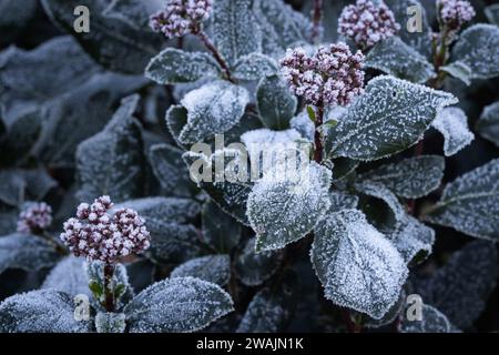 Jahreszeitlicher Hintergrund des Winters. Frost- und Eiskristalle bildeten sich auf den Blüten und Blättern einer Viburnum-Pflanze. Kopieren Sie den Platz nach links. Stockfoto