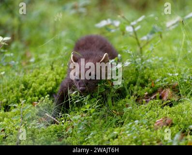 Pine Marten (Martes Martes) Kit – geborgene Wildtiere wurden freigelassen. Stockfoto